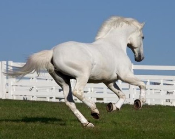 Diamantiny Level Up Wild - White Horse - Nicegroup