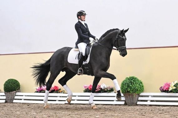 Expectation PS - Schockemohle Stud