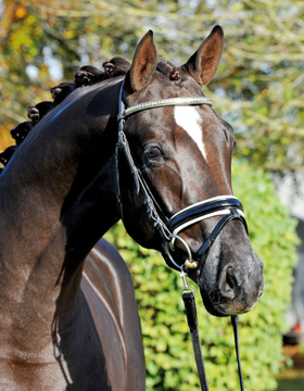 Quantensprung, Hanoverian stallion, Superior Equine Sires