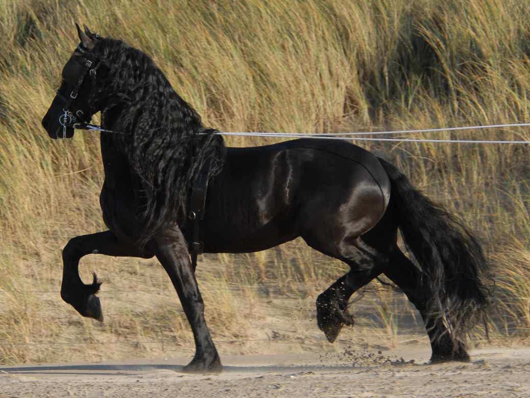 Bente 412, Friesian Stallion, Superior Equine Sires